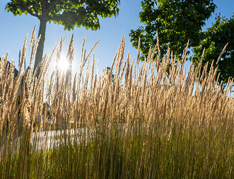 The tall grass sways gracefully under the sunlight, framed by trees and a clear blue sky, reminiscent of the natural inspiration embraced by Conte Studios. Conte Studios