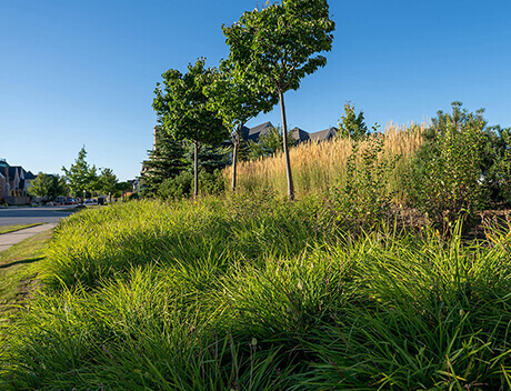 Green grass and small trees line a residential street under a clear blue sky, picture-perfect for any Toronto design agency capturing the essence of local charm. Conte Studios